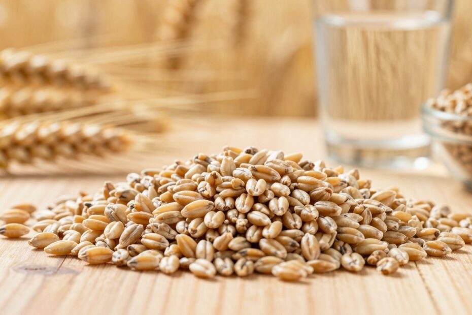 Czy jęczmień ma gluten
